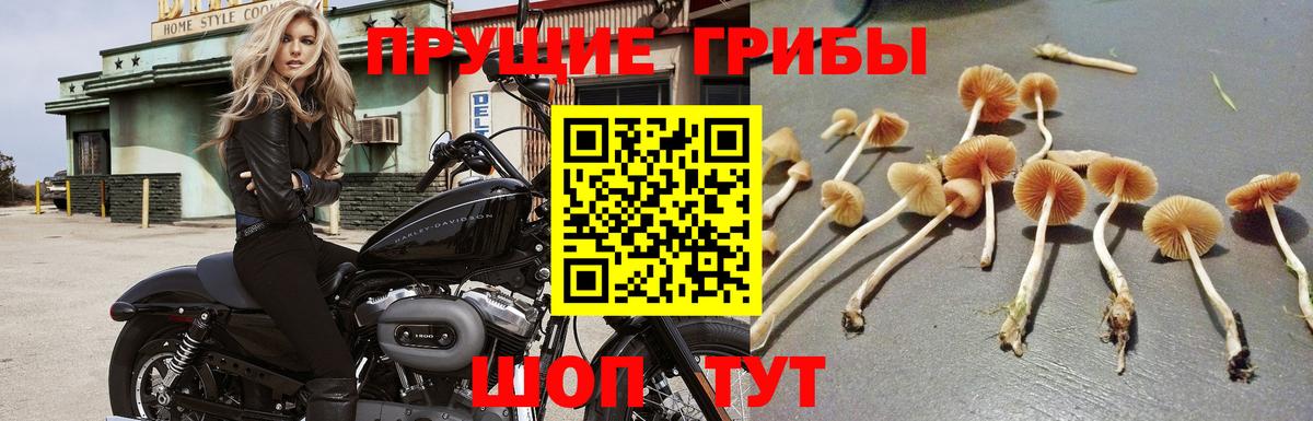 Гуково  Псилоцибиновые грибы мицелий  Вход с VPN 